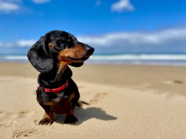 Dog on beach in Lorne
