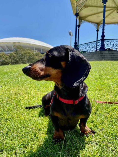 Park next to River Torrens with Dog