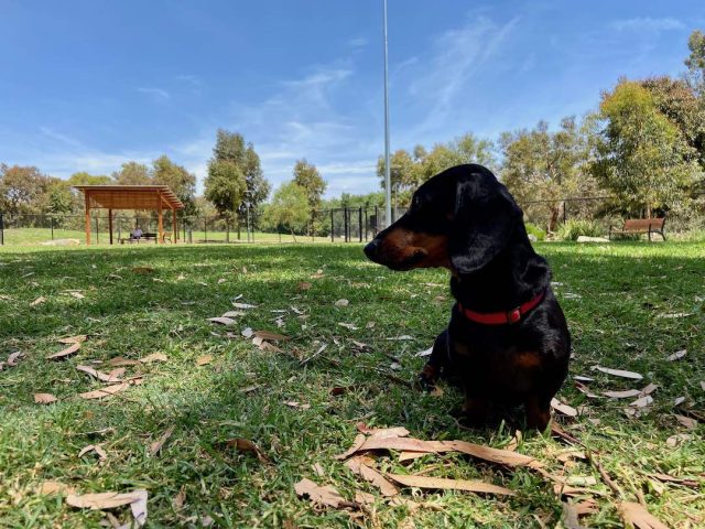 Dog park in Adelaide