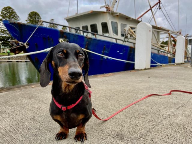 Dog on waterfront in Port Fairy