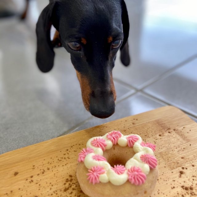 Dog bakery