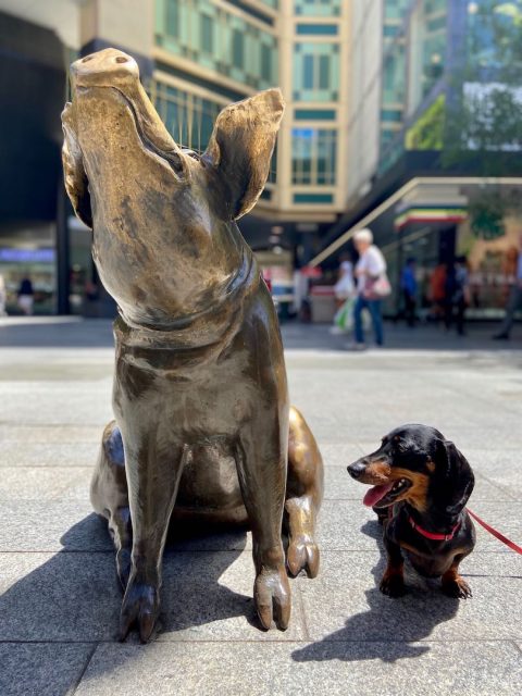 Rundle Mall Pigs with Dog