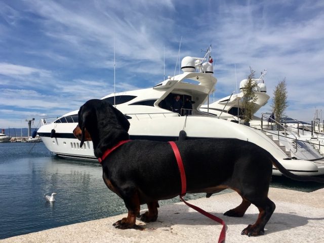 Dog in St Tropez