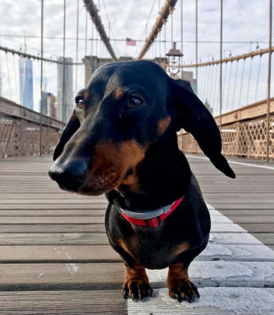 Brooklyn Bridge with Dog