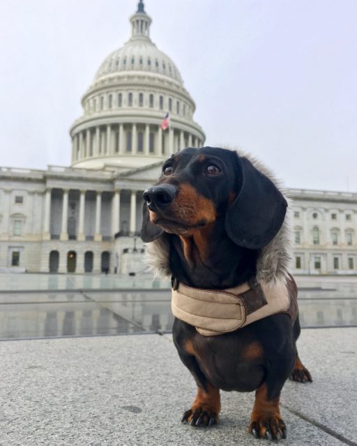 Capitol with Dog