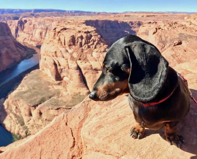 Horseshoe Bend with Dog