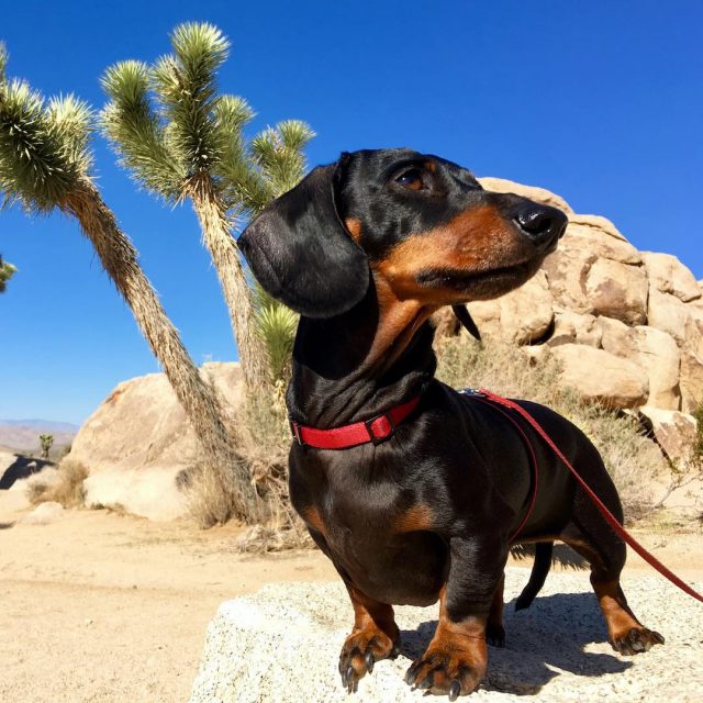 Are dogs allowed at national parks