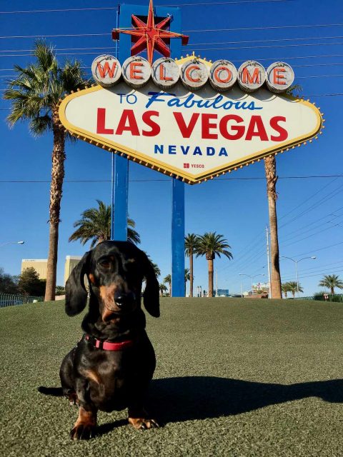 Las Vegas Sign with Dog