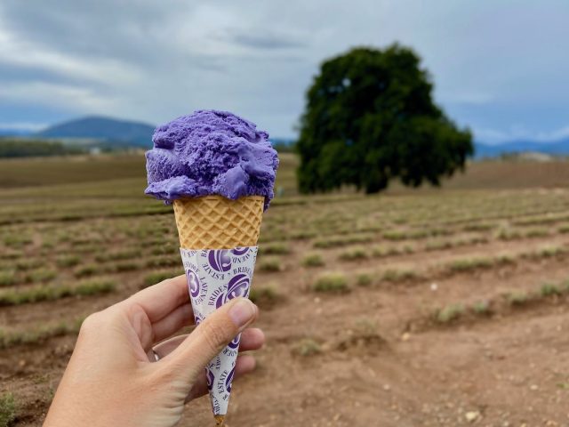 Sampling the lavender ice cream at Bridestowe