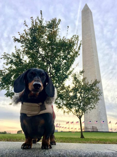 Dog-friendly Washington DC