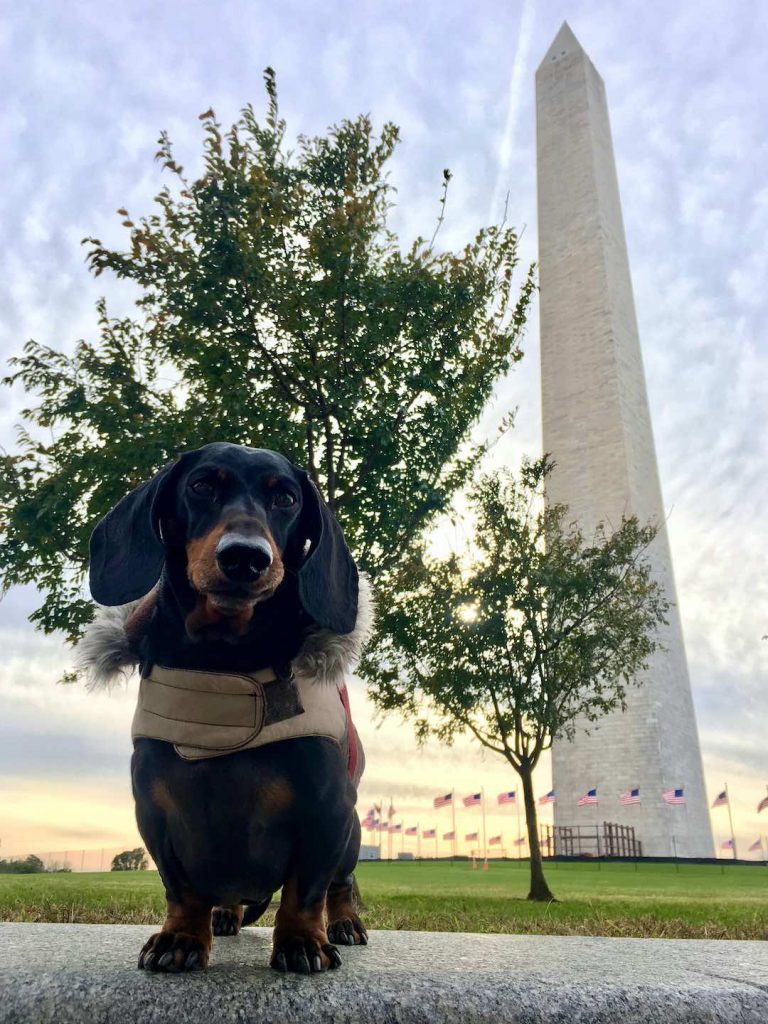 DogFriendly DC Visiting Washington, D.C. with a Dog Travelnuity