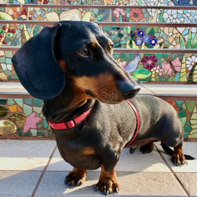 Dog on 16th Avenue Tiled Steps in San Francisco