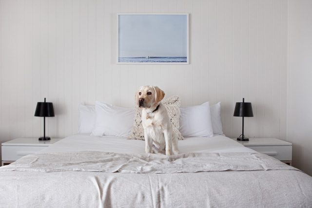 Bannisters Port Stephens Dog in Room