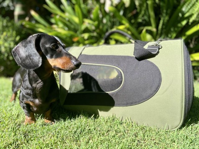 Best Carrier Bag for Flying with Your Dog