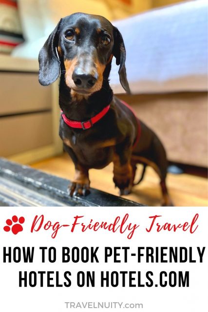 How to book pet-friendly hotels on Hotels.com