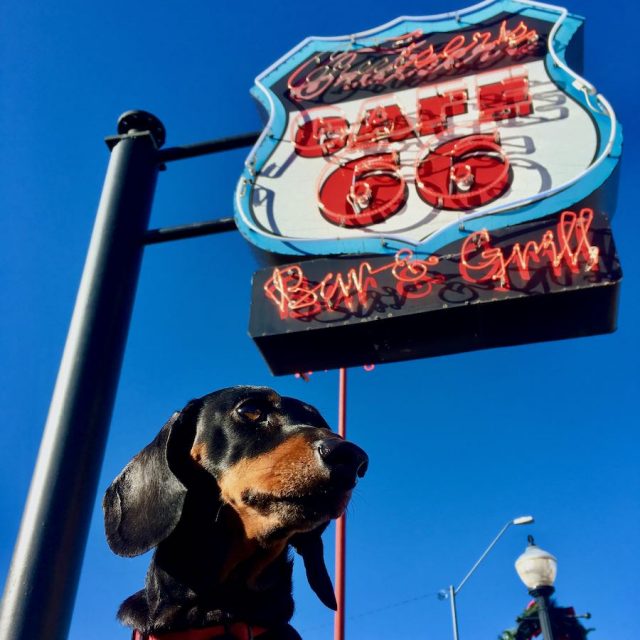 Dog in front of Cafe 66 sign in Williams