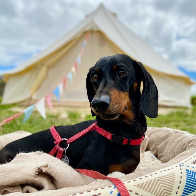 Dog bucket list: Dog with glamping tent