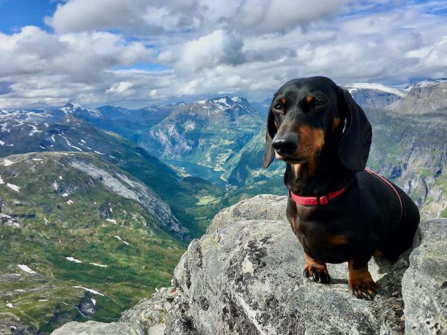 Dalsnibba with dog