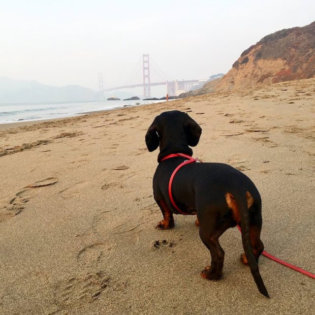 Dog on Baker Beach in San Francisco