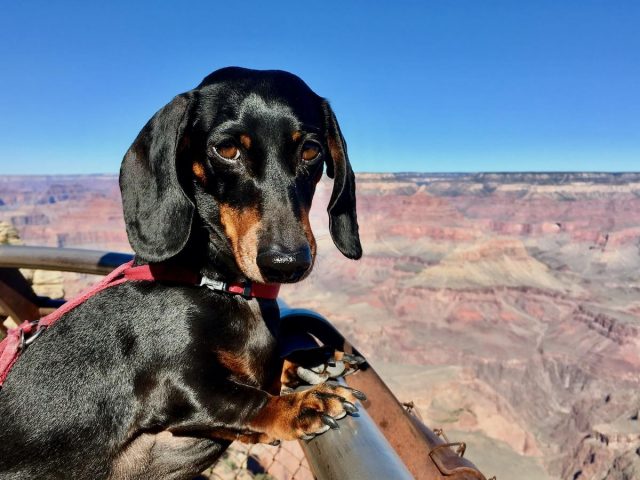 Dog friendly on sale hikes grand canyon