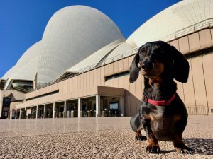 Dog-Friendly Hotels Sydney
