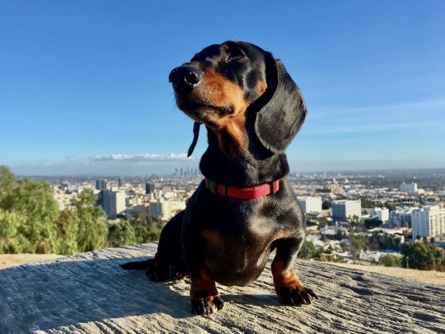 Dog-friendly Los Angeles