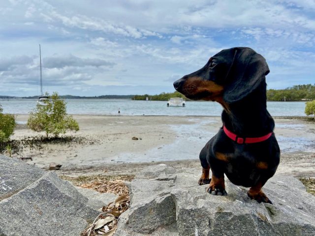 Dog-Friendly Port Stephens