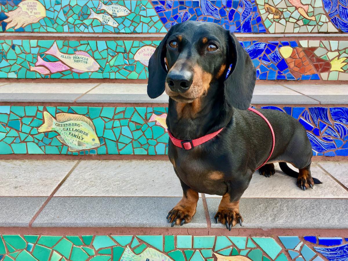 10 Fun DogFriendly Things to Do in San Francisco Travelnuity