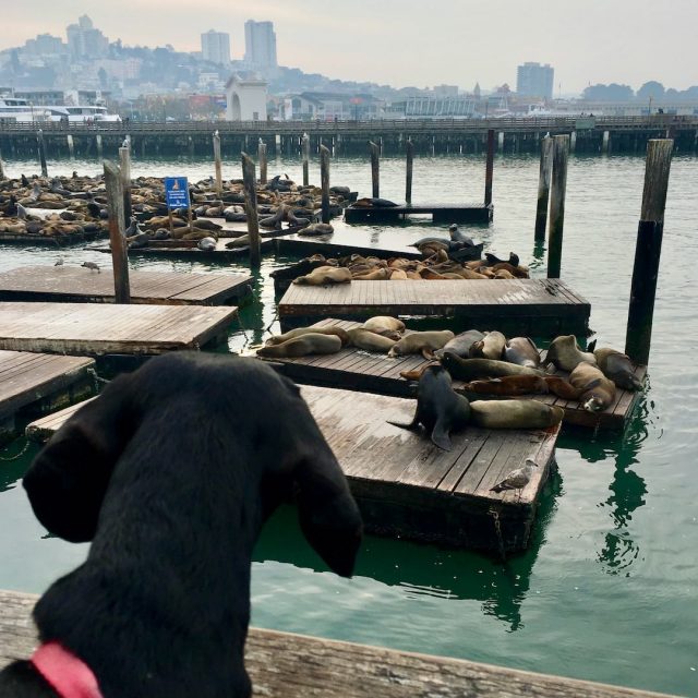 Dog checking out the sea lions at Pier 39