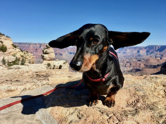 Dog at Grand Canyon
