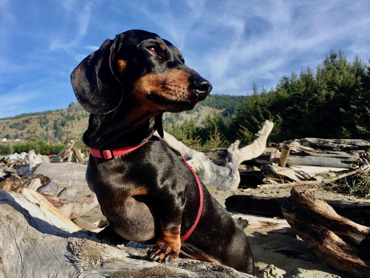 12 Fun DogFriendly Things to Do in Oregon Travelnuity