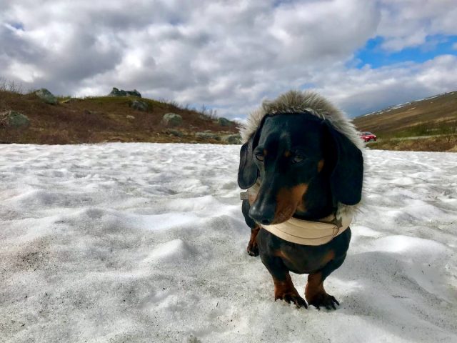 Dog on Snow at Arctic Circle