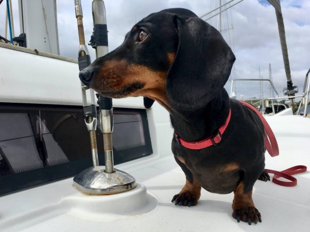 Dog on yacht at Port Stephens