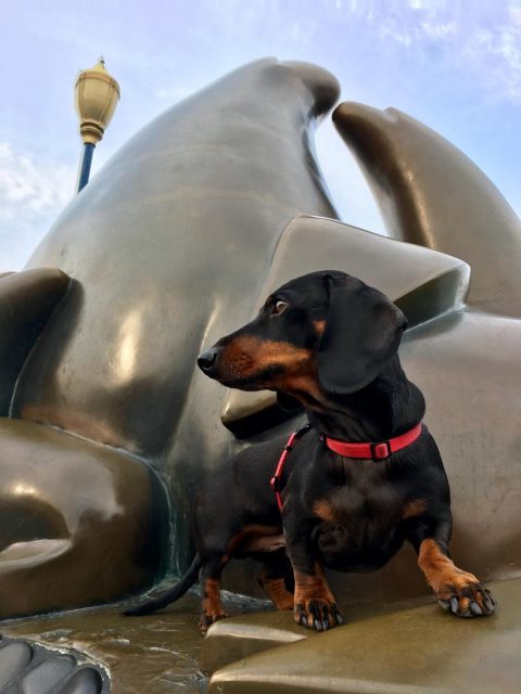 Dog on a sea lion sculpture at Fisherman's Wharf