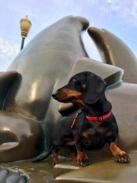 Dog on a sea lion sculpture at Fisherman's Wharf