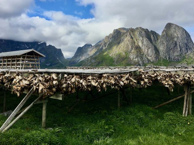 Drying fish in the Lofoten Islands