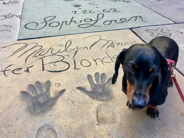 Dog next to hand and foot prints of Marilyn Monroe
