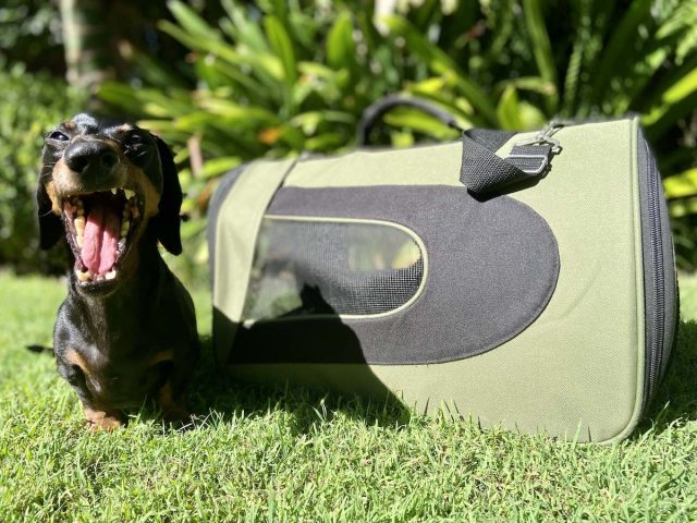 Best Dog Carrier Bags for Flying with your dog in the cabin