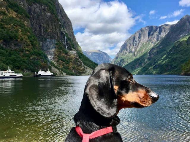 Nærøyfjord with dog