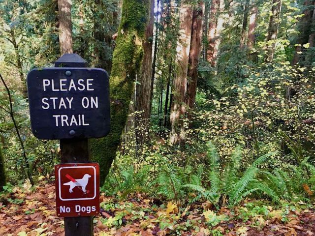 No dogs sign at Redwood National and State Parks