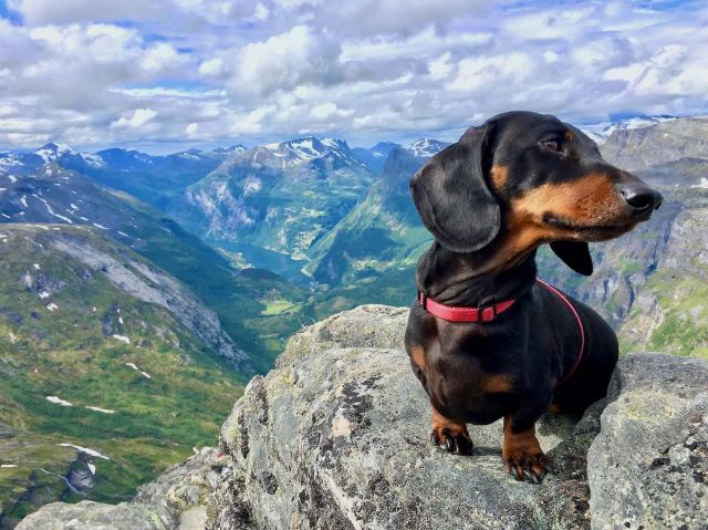 Dog-friendly Norway