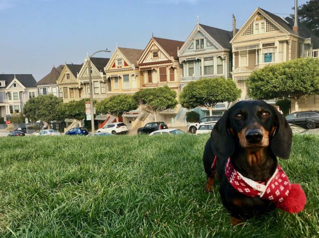 Dog in front of the Painted Ladies