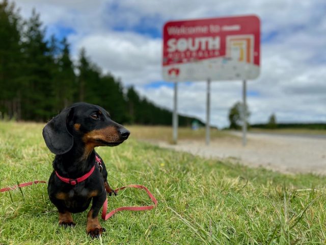 Dog-Friendly South Australia