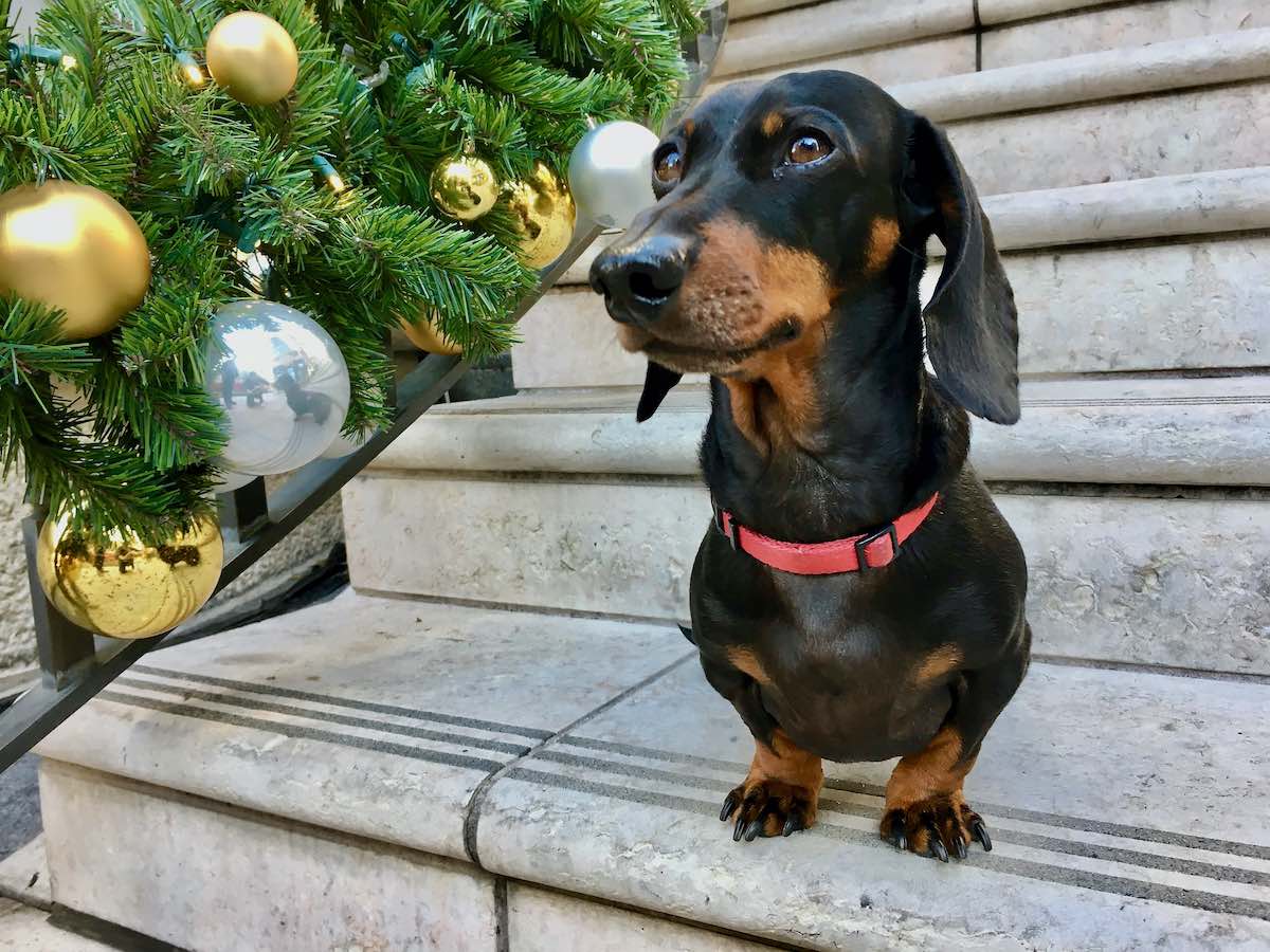 How to Export a Dog From Australia Travelnuity