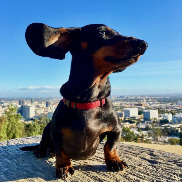 View with dog at Runyon Canyon Park