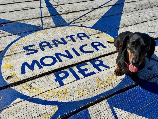 Dog on Santa Monica Pier