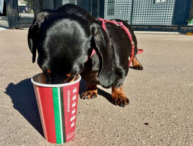 Starbucks Puppuccino