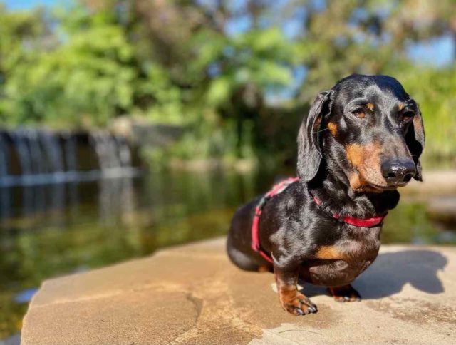 Sydney Park with Dog