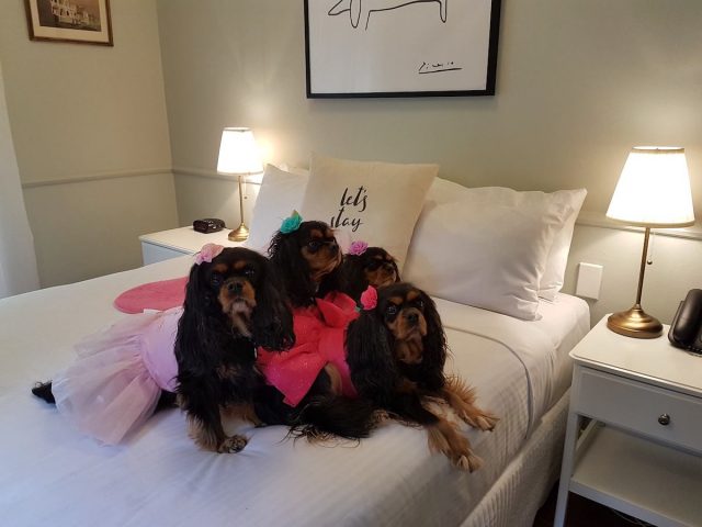 Dogs on bed at The Hughenden Hotel