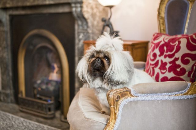 Dog next to fireplace at The Hughenden Hotel